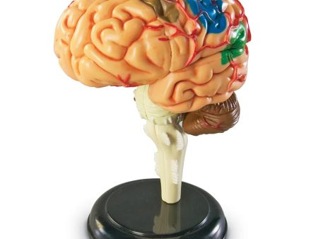 Brain: Human Brain Anatomy Model on Sale