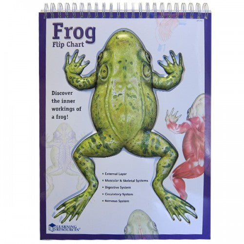 Frog Flip Chart Hot on Sale