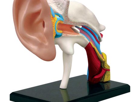 Ear: 4D Vision Human Ear Anatomy Model Discount