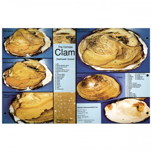 Concise Dissection Chart: Clam Hot on Sale