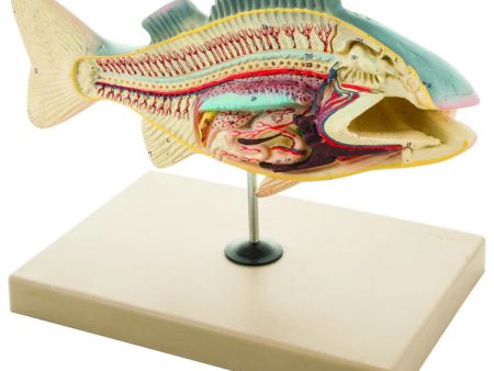 Fish Dissection Perch Model Cheap