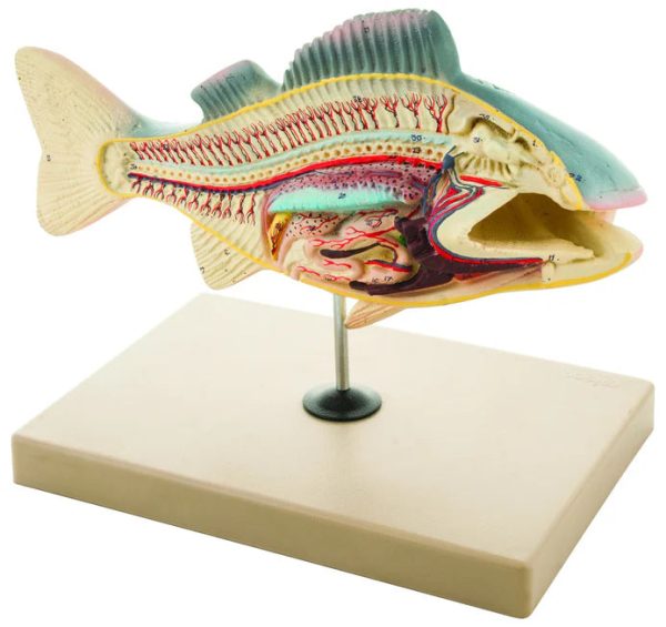 Fish Dissection Perch Model Cheap