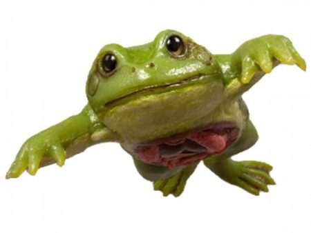 Frog Model Hot on Sale