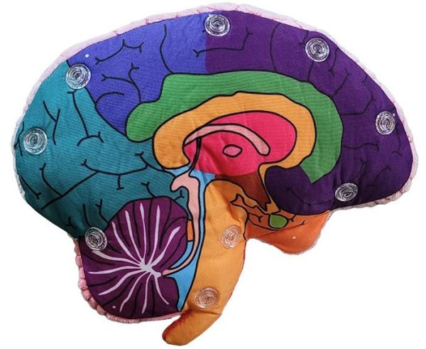 Brain: Stuffed Brain Model - Classroom Set Supply