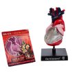 Heart: Human Anatomy Heart Model (Small) Discount