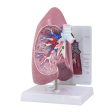 Lung: Lung Model on Sale