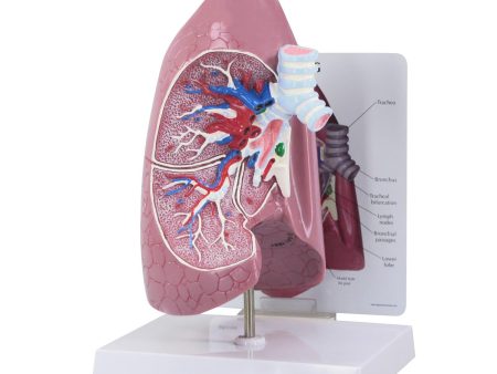 Lung: Lung Model on Sale