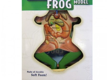 Cross Section Frog Model Sale