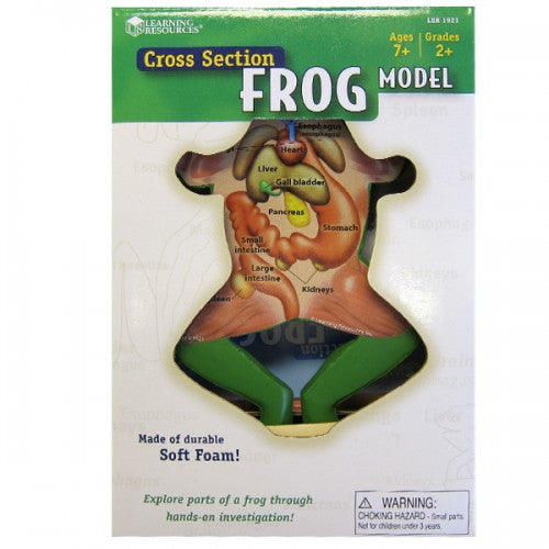 Cross Section Frog Model Sale