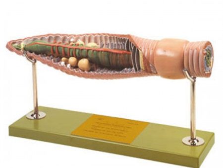 Somso Earthworm Model For Discount