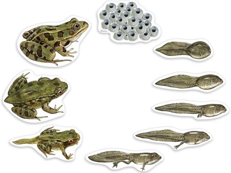 Frog Life Cycle Giant Magnet Set Online now