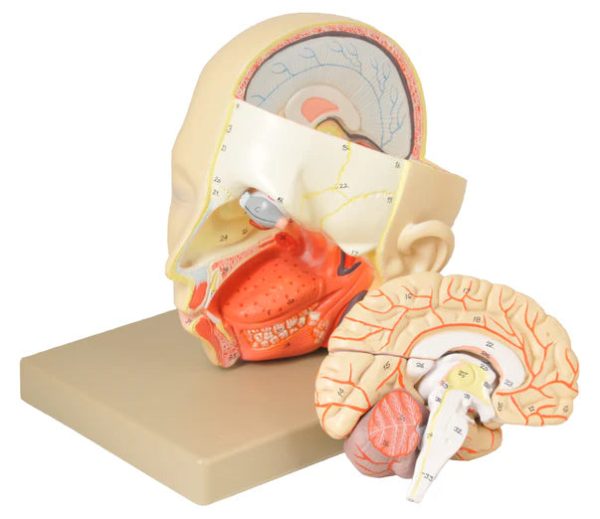 Introductory Human Head Dissection Model Discount