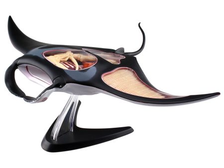 4D Vision Manta Ray Model Cheap