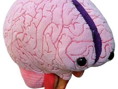 Brain: Stuffed Brain Model Cheap