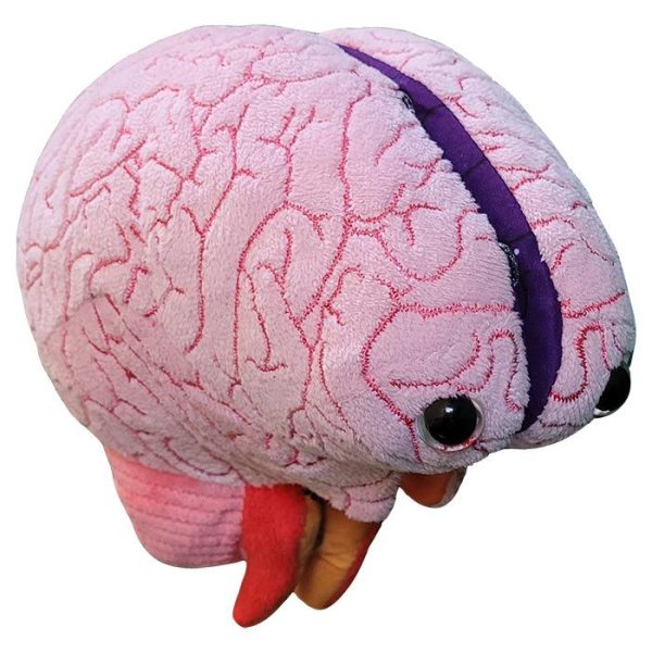 Brain: Stuffed Brain Model Cheap