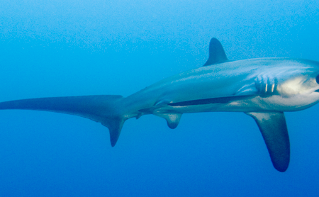 Thresher Shark Divers Gift Card for Malapascua Island, Philippines Online now