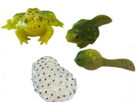 Frog Life Cycle Stages Set Online now