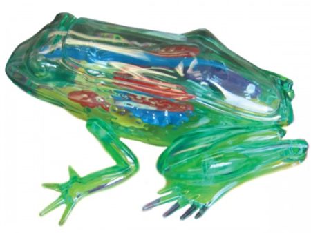 See Through Frog Model Cheap