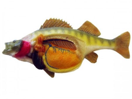 Perch Model Online Hot Sale