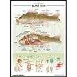 Raised-Relief Bony Fish Poster Supply