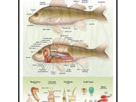 Raised-Relief Bony Fish Poster Supply