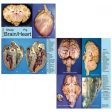 Concise Dissection Chart: Sheep Brain & Pig Heart Online Hot Sale