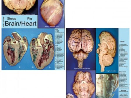 Concise Dissection Chart: Sheep Brain & Pig Heart Online Hot Sale