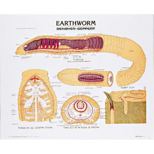 Earthworm Anatomy Panel Discount