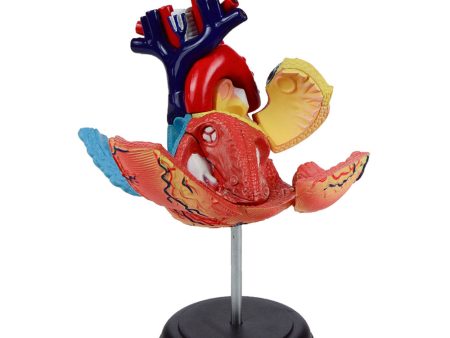 Heart: 4D Vision Human Heart Anatomy Model Supply