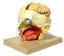 Introductory Human Head Dissection Model Discount