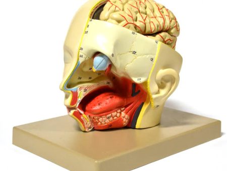 Introductory Human Head Dissection Model Discount