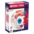 Eye: 4D Vision Human Eyeball Anatomy Model Sale