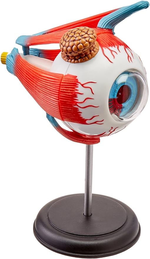 Eye: 4D Vision Human Eyeball Anatomy Model Sale