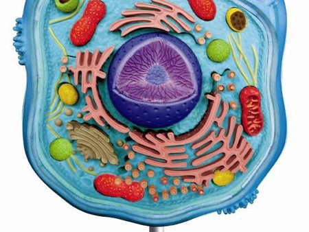 4D Vision Animal Cell Model Sale