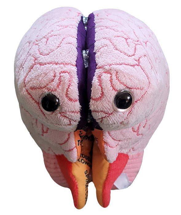 Brain: Stuffed Brain Model - Classroom Set Supply