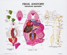 Frog Anatomy Panel Sale