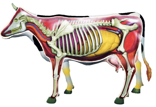 4D Vision Cow Model Hot on Sale