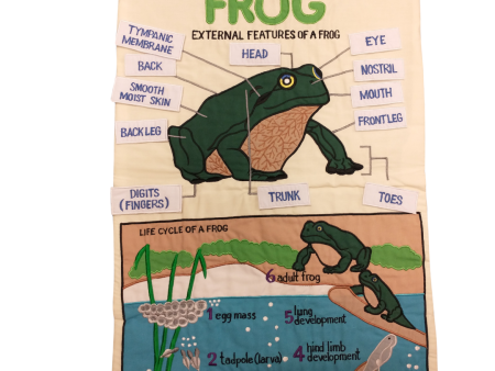 Frog Interactive Wall Chart Sale