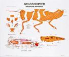 Grasshopper Anatomy Panel on Sale