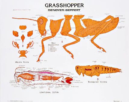 Grasshopper Anatomy Panel on Sale