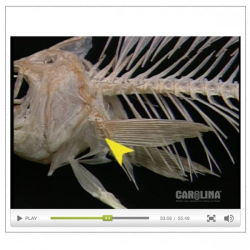 Anatomy of the Perch Discount