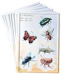 3D General Zoology Charts - Invertebrates Online now