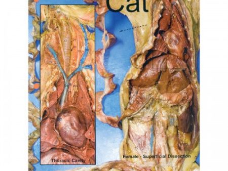 Concise Dissection Chart: Cat on Sale