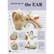 Ear: Anatomy of the Ear Poster Fashion