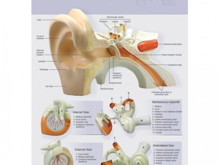 Ear: Anatomy of the Ear Poster Fashion