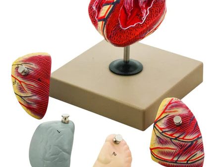 Heart: Eisco Human Heart Model Online Sale