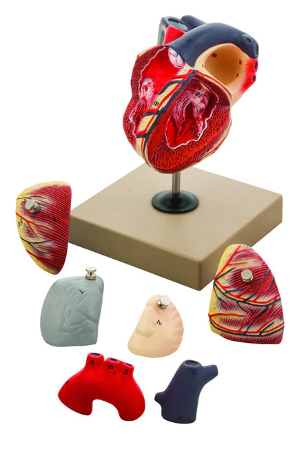 Heart: Eisco Human Heart Model Online Sale