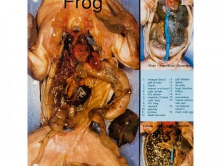 Concise Dissection Chart: Frog Online Sale