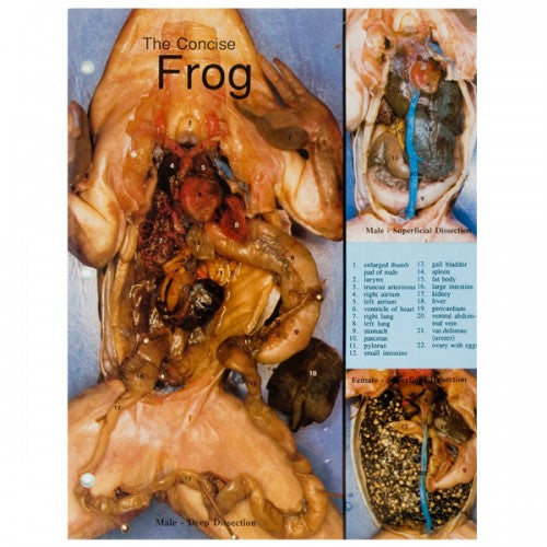 Concise Dissection Chart: Frog Online Sale