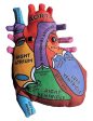 Heart: Stuffed Heart Model - Classroom Set Online